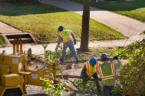 Reliable Darnestown, MD Tree Removal Solutions