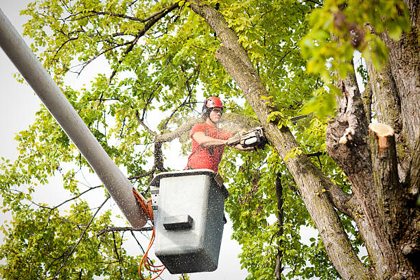 How Our Tree Care Process Works  in  Darnestown, MD